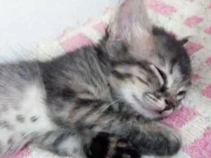 Gato raça Sem Raça Definida idade Abaixo de 2 meses nome Luninha