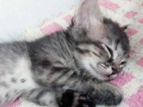 Gato ra a Sem Raça Definida idade Abaixo de 2 meses nome Luninha