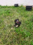 Marley