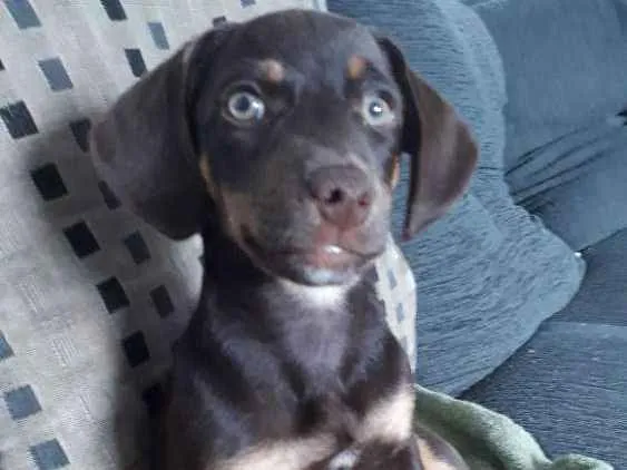 Cachorro ra a Mestiça  idade 2 a 6 meses nome Hannah
