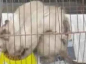 Gato raça srd idade 2 a 6 meses nome gatinhos