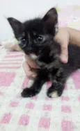 Manchinha