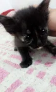 Manchinha