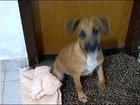 Cachorro ra a SRD idade 2 a 6 meses nome Scooby
