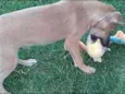 Scooby