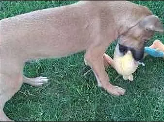Cachorro ra a SRD idade 2 a 6 meses nome Scooby