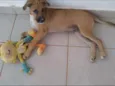 Scooby