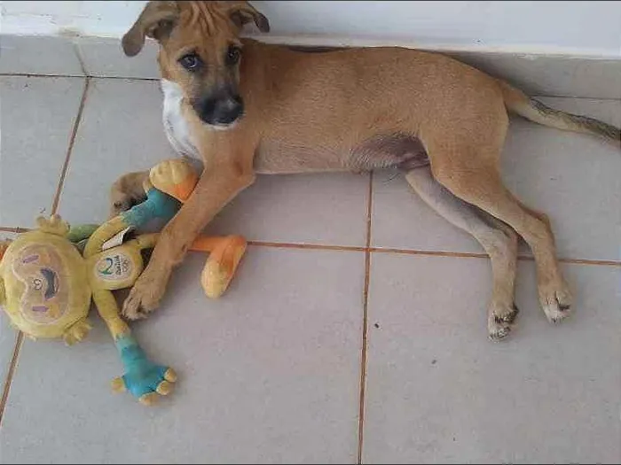 Cachorro ra a SRD idade 2 a 6 meses nome Scooby