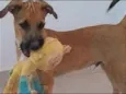 Scooby