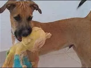 Cachorro ra a SRD idade 2 a 6 meses nome Scooby