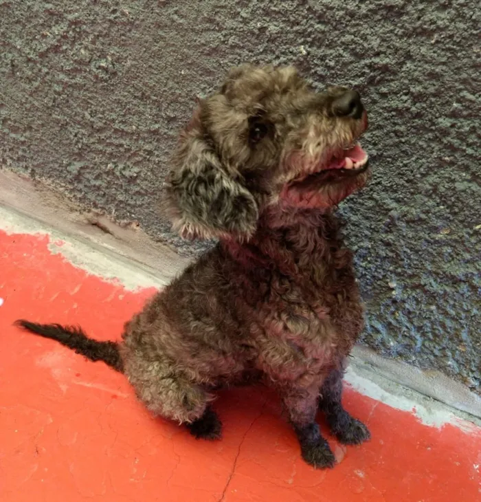Cachorro ra a Poodle  idade 3 anos nome Toto lindo e bonzinh