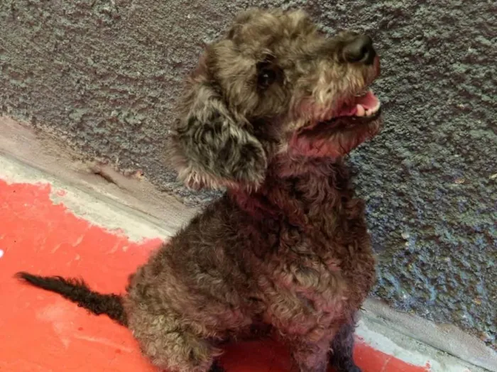 Cachorro ra a Poodle  idade 3 anos nome Toto lindo e bonzinh
