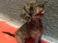 Toto lindo e bonzinh