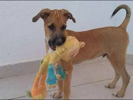 Cachorro ra a SRD idade 2 a 6 meses nome Scooby