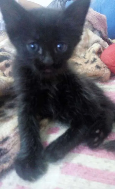 Gato ra a Sem Raça Definida idade Abaixo de 2 meses nome Fofão