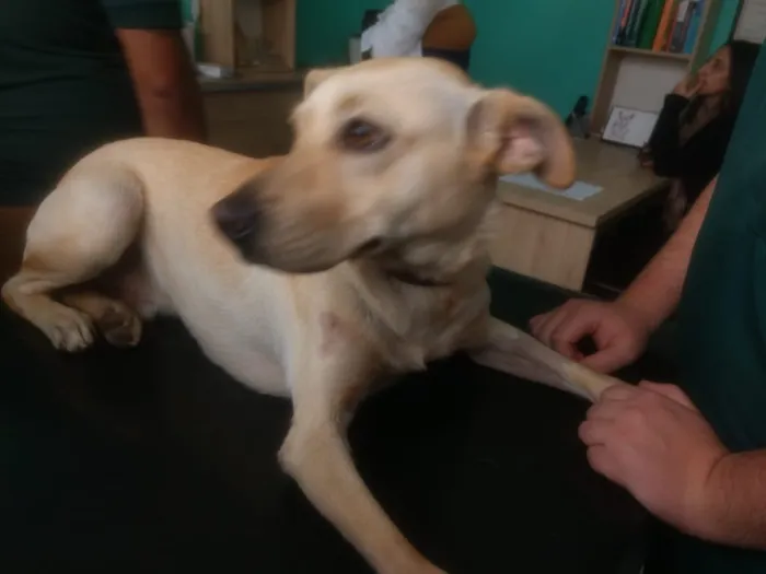 Cachorro ra a Labrador mix  idade 1 ano nome Zack UmFofo 