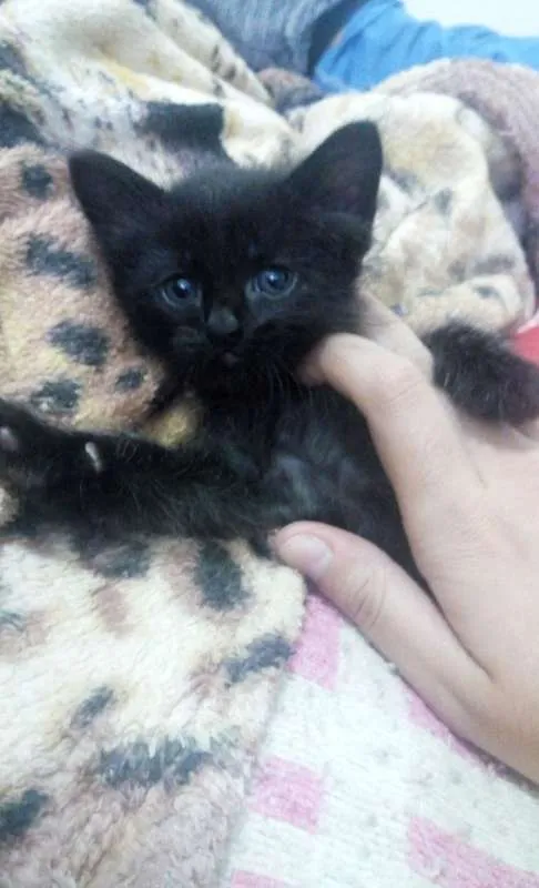 Gato ra a Sem Raça Definida idade Abaixo de 2 meses nome Fofão
