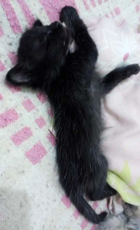 Gato ra a Sem Raça Definida idade Abaixo de 2 meses nome Fofão
