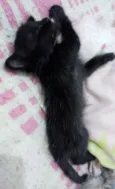 Fofão