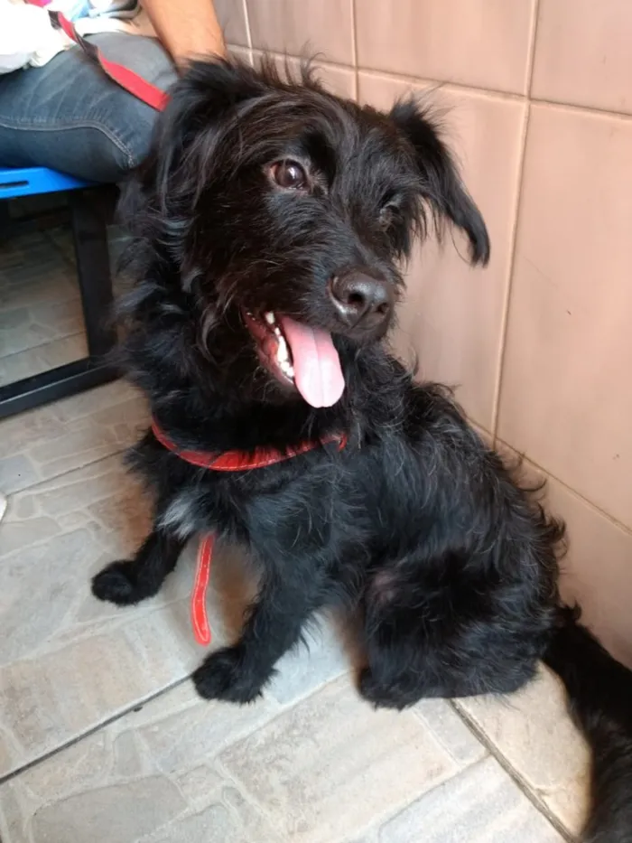 Cachorro ra a Poodle mix  idade 7 a 11 meses nome Billy lindo 