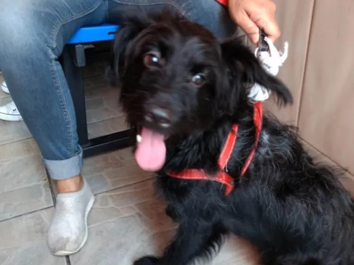 Cachorro ra a Poodle mix  idade 7 a 11 meses nome Billy lindo 