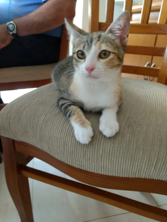 Gato ra a Srd idade 2 a 6 meses nome Anna linda bebê 