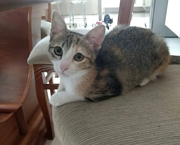 Gato ra a Srd idade 2 a 6 meses nome Anna linda bebê 