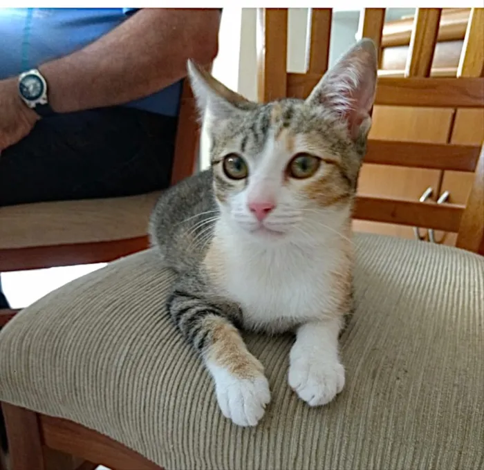 Gato ra a Srd idade 2 a 6 meses nome Anna linda bebê 