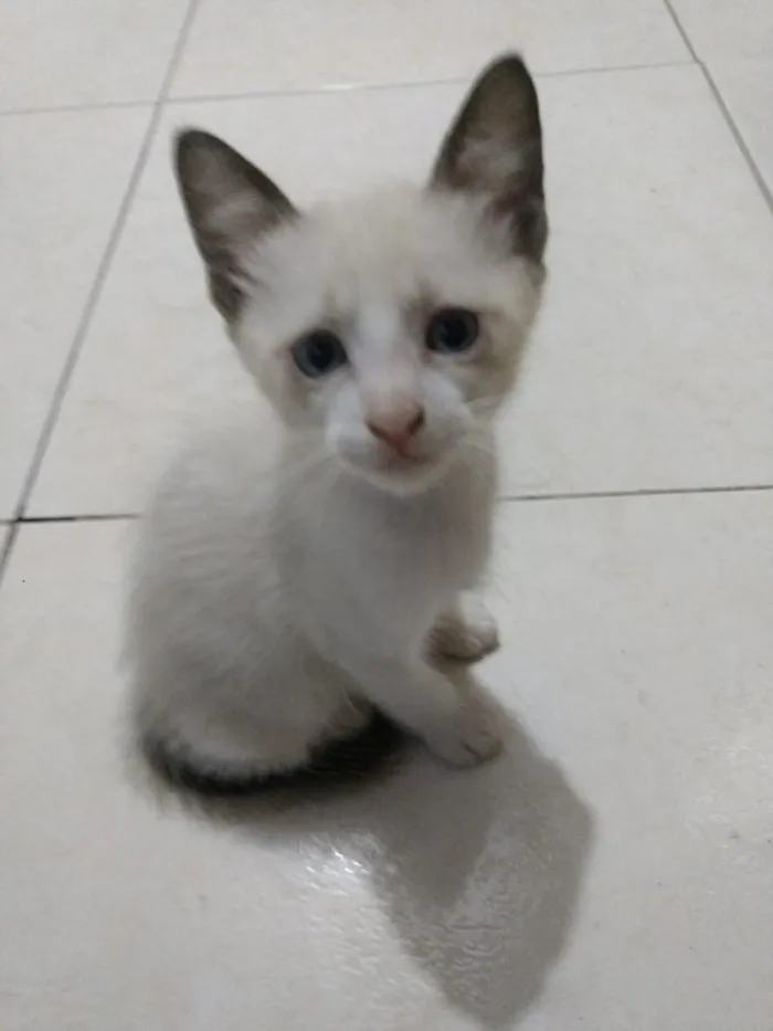 Gato ra a Siames mix  idade 2 a 6 meses nome Luna Linda bebê 