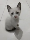 Luna Linda bebê