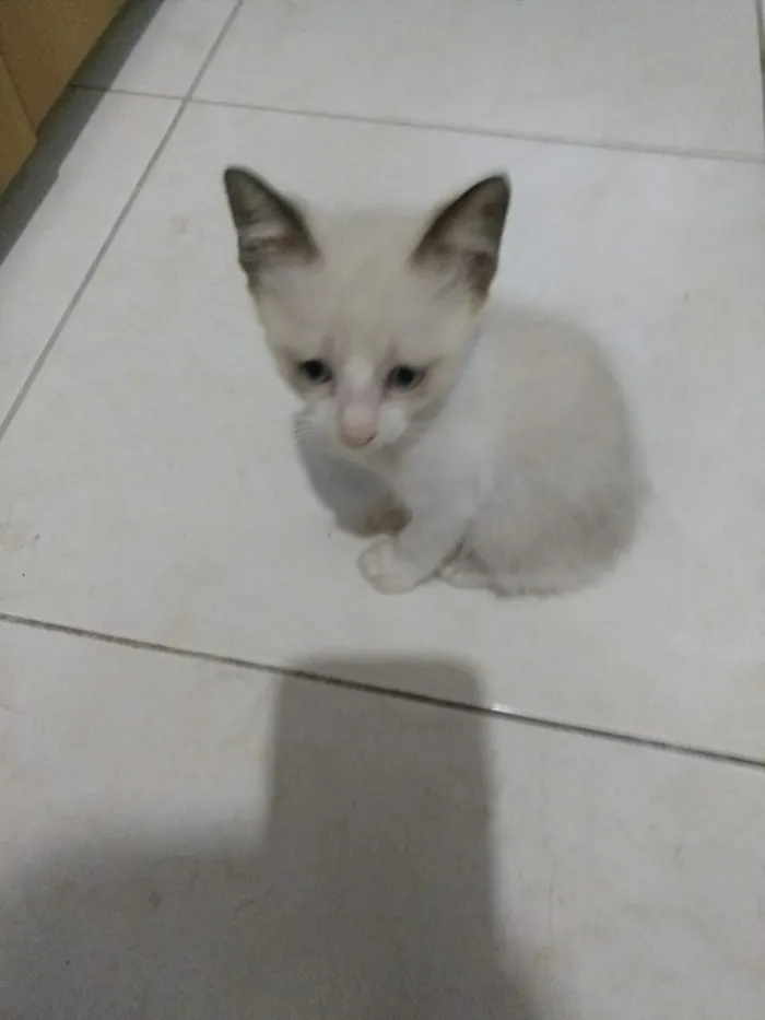 Gato ra a Siames mix  idade 2 a 6 meses nome Luna Linda bebê 
