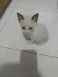 Luna Linda bebê