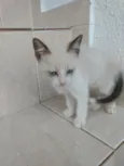 Luna Linda bebê