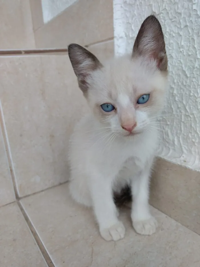Gato ra a Siames mix  idade 2 a 6 meses nome Luna Linda bebê 