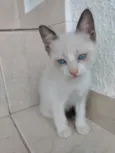 Luna Linda bebê