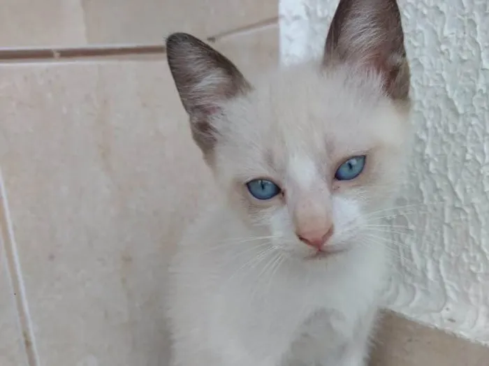 Gato ra a Siames mix  idade 2 a 6 meses nome Luna Linda bebê 