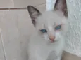 Luna Linda bebê