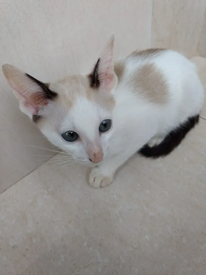 Gato ra a Siames mix  idade 2 a 6 meses nome Pepito bebê lindo 