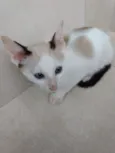 Pepito bebê lindo