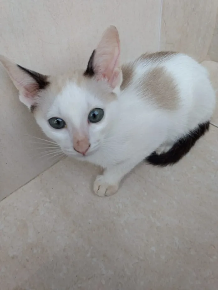 Gato ra a Siames mix  idade 2 a 6 meses nome Pepito bebê lindo 