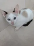 Pepito bebê lindo