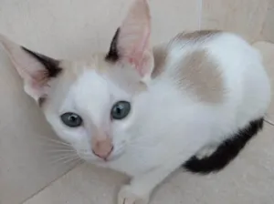 Gato raça Siames mix  idade 2 a 6 meses nome Pepito bebê lindo 