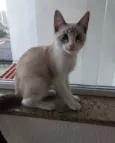 Carlito bebê lindo