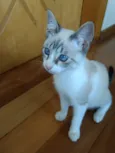 Carlito bebê lindo