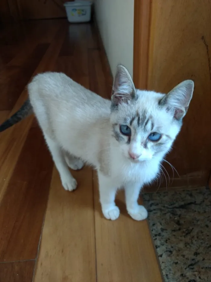 Gato ra a Siames mix  idade 2 a 6 meses nome Carlito bebê lindo 