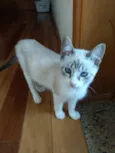 Carlito bebê lindo