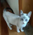 Carlito bebê lindo