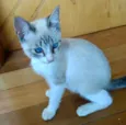 Carlito bebê lindo