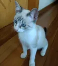 Carlito bebê lindo