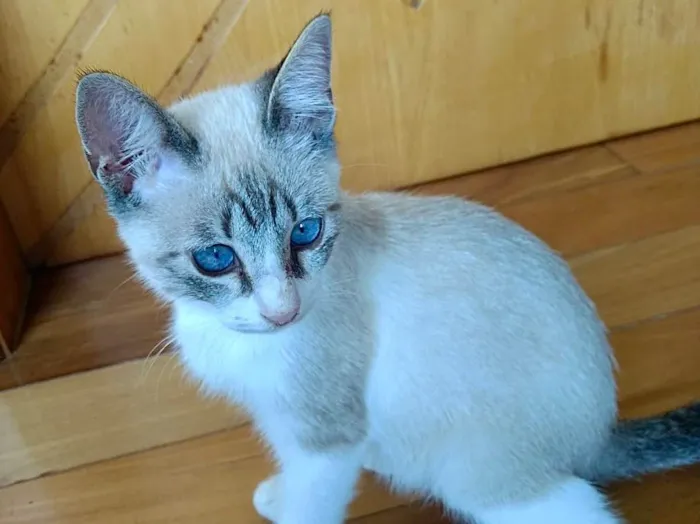 Gato ra a Siames mix  idade 2 a 6 meses nome Carlito bebê lindo 